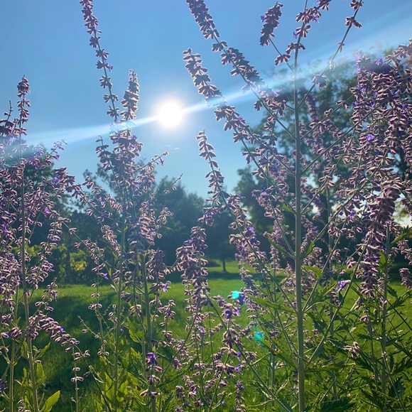 Meet your Posher, Lex - Picture 1 of 1